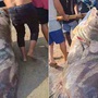 Ngư dân bắt được con cá mú khổng lồ, nặng hơn 290kg trên biển