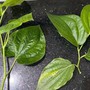 Cư dân mạng 'lú diện rộng' vì 2 loại lá quen thuộc: 10 người đoán thì 9 người nhầm