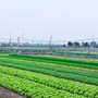 Những trường hợp này sẽ không được cấp sổ đỏ trong năm 2026