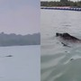 Thấy 'thủy quái' bơi vụt qua trước mặt, nhóm người vội gọi hỗ trợ, chuyên gia nói: Đây là điều rất hiếm!