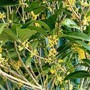 Loài cây quý như vàng, hút tài lộc, bình an, gọi may mắn về nhà