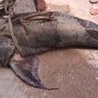 Ngư dân bắt được con cá khổng lồ nặng 100 kg, dài 1,8 mét trên sông