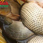 Loại cá giá bình dân, bán đầy chợ Việt, cực tốt cho sức khoẻ của gan