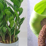 Mẹo trồng cây kim tiền ra hoa, ý nghĩa phong thủy khi thấy hoa kim tiền nở