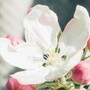 4 giờ sinh Âm lịch phạm đào hoa xấu theo Bát tự: Dễ vướng tình tay ba, hôn nhân nhiều sóng gió