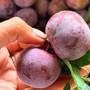 Một loại mận đặc sản vùng Tây Bắc có giá cao gấp 10 lần mận thường, được nhiều người tiêu dùng không ngớt lời khen