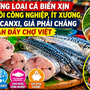 Những loại cá biển xịn, khó nuôi công nghiệp, ít xương, giàu canxi, giá phải chăng bán đầy chợ Việt