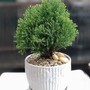 5 cây phong thủy mini "hút tài lộc, lọc bức xạ" hoàn hảo cho bàn làm việc