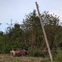 Con thú khổng lồ bất ngờ quật ngã cột điện rồi gục bên rìa khu bảo tồn: Biết sự thật, nhiều người xót xa!