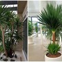 Top cây cảnh "quốc dân" size lớn được giới nhà giàu săn đón: Nhà bạn có chưa?