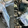 Phát hiện 2 quái ngư bên bờ biển với hình thù không thể kỳ lạ hơn: Người dân lo sợ là điềm báo trong truyền thuyết