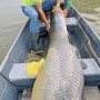 2 anh em bắt được con cá khổng lồ nặng 130kg, dài 2,2 mét trên sông
