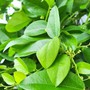 Loại lá trồng làm cảnh, nấu thành món giải nhiệt, mát gan ngày hè