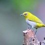 3 khung giờ sinh Âm lịch được xem là 'vượng mệnh', dễ hưởng phú quý cả đời