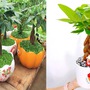 Cây kim ngân hợp với mệnh gì để sinh tài lộc, thịnh vượng