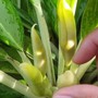Cây giữ tiền ra hoa có độc không, ý nghĩa?