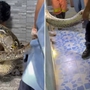 Bắt sống trăn khổng lồ dài 5 mét, nặng 30kg ẩn nấp trong ký túc xá
