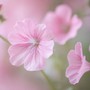 Tháng sinh Âm lịch của người sống khiêm nhường
