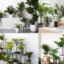 Cây phong thủy ưa bóng râm: Bí quyết chọn cây trong nhà thịnh vượng