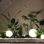 Hút tài lộc vào nhà nhờ 5 vị trí đặt cây phong thủy chuẩn nhất