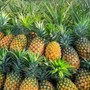 Loại dứa đặc sản vùng Tây Bắc ngọt như mật, giá đắt gấp đôi dứa thường vẫn luôn ‘cháy hàng’ bất chấp thời tiết mưa hay nắng