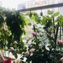 Tuyệt chiêu chống nắng cho ban công: Biến "lò bát quái" thành góc thư giãn mát rượi