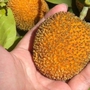 Loại quả dại mọc đầy bờ rào không ai hái giờ thành đặc sản được ưa chuộng giá 120.000 đồng/kg, có tiền vẫn khó mua