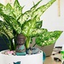 Tuổi Thìn nên để cây gì trên bàn làm việc để tiền tài hanh thông, sự nghiệp thăng tiến?