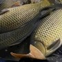 Loại cá giàu protein hơn cá hồi, được Đông y ví là thực phẩm bổ thận, tốt cho người tuổi trung niên, chế biến món nào cũng ngon