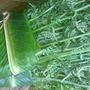 Loại rau dại trước bỏ đi nay là đặc sản giá 200.000 đồng/kg được người Trung Quốc xem là 'rau trường thọ', sang tận nơi để thu mua