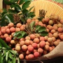 Khai mạc "Chợ phiên Kinh Bắc", đưa đặc sản Bắc Ninh đến tay người tiêu dùng Thủ đô
