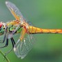 Tháng sinh Âm lịch của người nhiềui bạn, quan hệ rộng, cuộc đời không thiếu người nâng đỡ