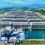 Tổ hợp chăn nuôi lợn nhà cao tầng công nghệ cao Hà Nội: Giải pháp đột phá hay bài toán môi trường mới?