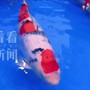 Một con cá Koi vừa được bán với giá 15,5 tỷ đồng, mang trong mình dòng máu đặc biệt