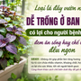 Loại lá đầy vườn nhà, dễ trồng ở ban công có lợi cho người bệnh gout, đem ăn sống hay chế biến đều ngon