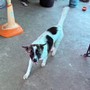 Chó cưng tha vật lạ về nhà rồi nằm gặm suốt nhiều giờ, cảnh sát vừa hay tin liền lập vành đai an toàn