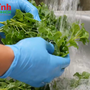 Loại rau chỉ khoảng 25.000-35.000 đồng/kg, ‘khắc tinh của bệnh K’, xưa chỉ mùa đông mới có, nay mùa hè cũng dễ kiếm