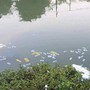 Huế quy định tổ chức lễ tang không quá 72 giờ, cấm rải vàng mã