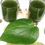 Ăn lá lốt tốt cho sức khỏe, đặc biệt người đau lưng, sưng khớp gối, bàn chân tê buốt