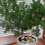 Cây tùng nho phong thủy, món quà ý nghĩa khơi thông tài vận, rước may mắn