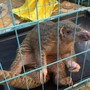 Bất ngờ phát hiện động vật quý hiếm 'đi lạc' vào vườn cao su ở Huế