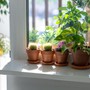 Bí quyết ngủ ngon và thải độc phòng ngủ nhờ những chậu cây quen thuộc