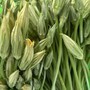 Loại hoa nhiều người hái bỏ lại là ‘đặc sản’ ngày hè, vừa giòn ngọt vừa dễ chế biến thành nhiều món ngon