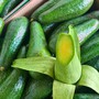 Loại bơ có hình dáng thuôn dài đang bán ngập thị trường có gì đặc biệt mà khiến nhiều người tiêu dùng không tiếc tiền mua