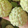 Loại quả đang vào mùa ngon nhất, tốt cho tim mạch và huyết áp, biết 4 mẹo này sẽ chọn được quả ngọt thơm