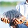 Loại cá 'rẻ bèo' bán đầy chợ Việt có tỷ trọng xuất khẩu 6 tháng đầu năm đạt triệu USD, trở thành món sushi tại Nhật Bản