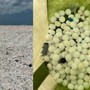 Ngửi thấy mùi lạ trên bãi biển, người dân đến gần rồi tá hỏa: Hàng trăm vật thể trắng nằm la liệt