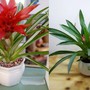 Trồng ngay cây này để trong nhà sạch bóng bụi mịn, ngoài ngõ tài lộc kéo vào