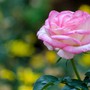 Tháng sinh Âm lịch 'vượng phát' của người tuổi Thân: Càng lớn tuổi càng nhiều tiền