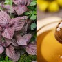 Làm đẹp bằng lá tía tô không phải ai cũng biết